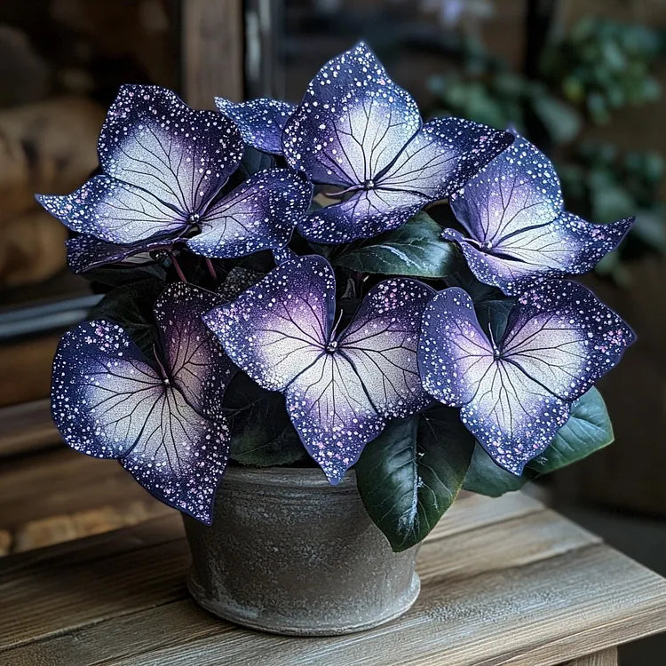 🌟Hosta Night Blue – skvělý doplněk vašeho domova! 🌟