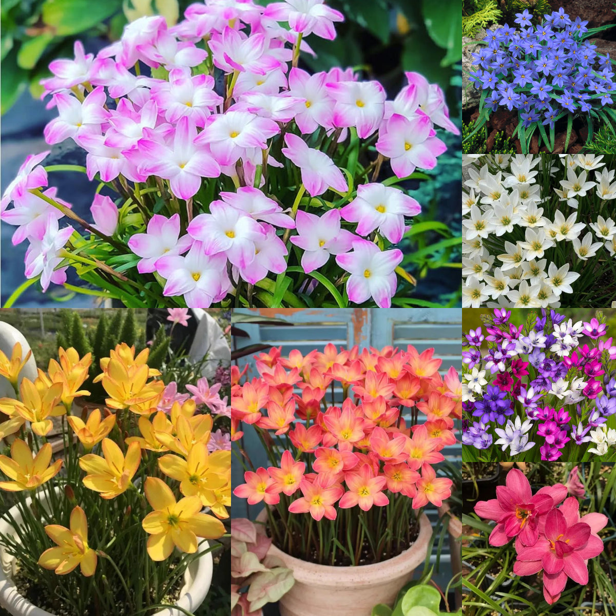 Cibulky dešťových orchidejí – kvetou po dalším dešti