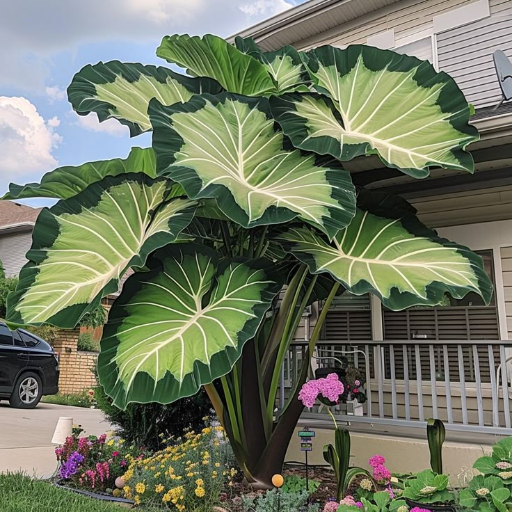 Cibule alokazie severní safírové - obří🍃 Proměňte svůj prostor tropickou majestátností