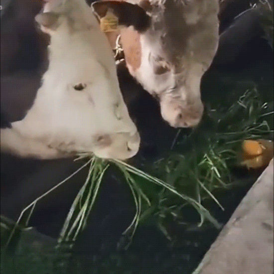 Dovážená semena žitné trávy