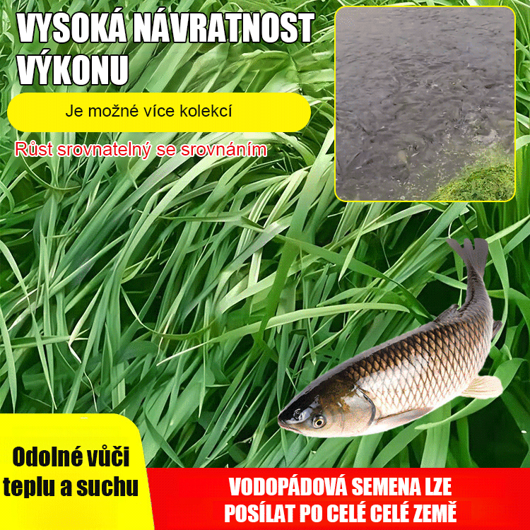 Dovážená semena žitné trávy