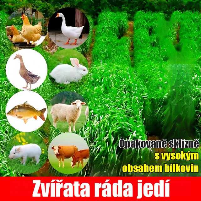 Dovážená semena žitné trávy