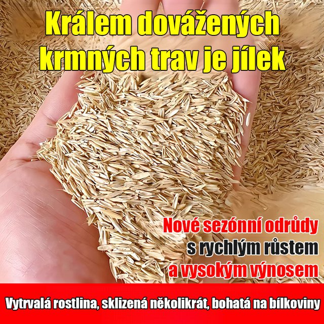 Dovážená semena žitné trávy