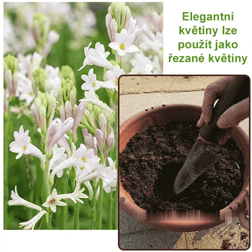 【Vůně rozšířená do daleka】Hlízové květy nočního jasmínu