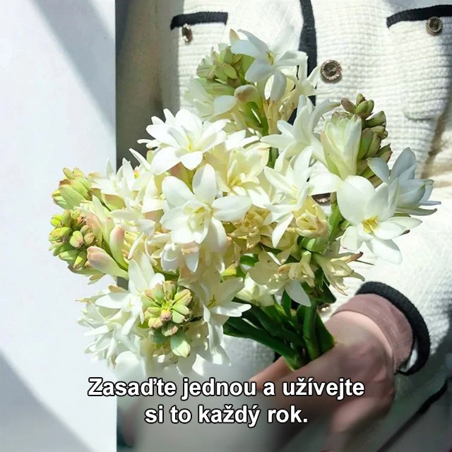 【Vůně rozšířená do daleka】Hlízové květy nočního jasmínu