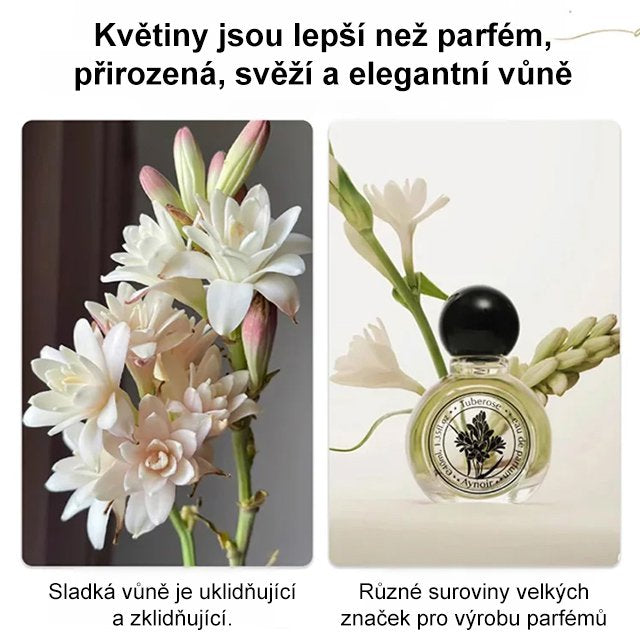 【Vůně rozšířená do daleka】Hlízové květy nočního jasmínu
