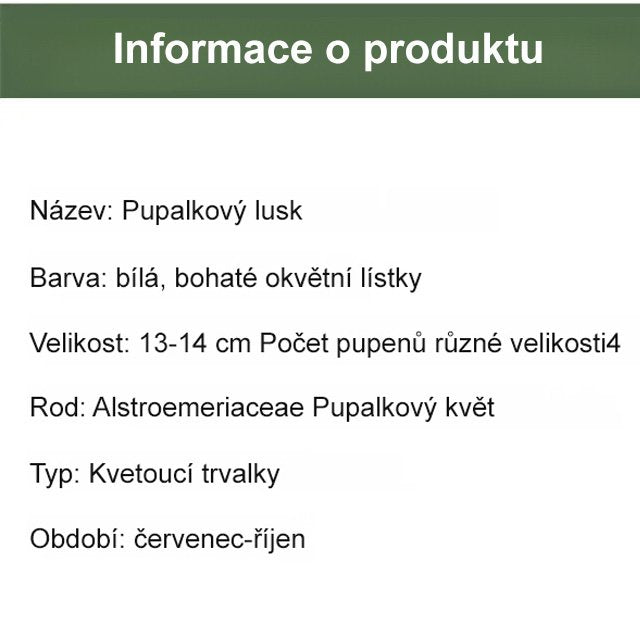 【Vůně rozšířená do daleka】Hlízové květy nočního jasmínu