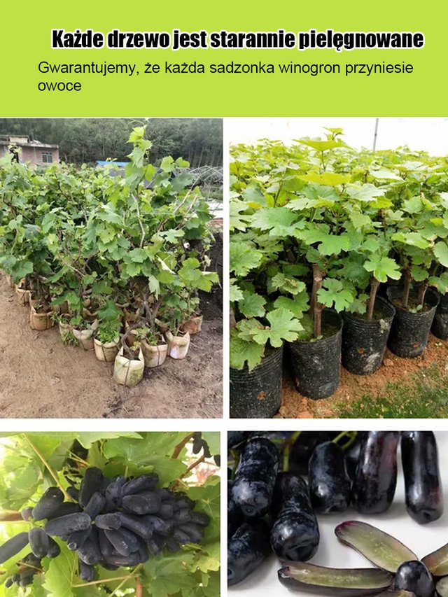 Nasiona winorośli Sweet Sapphire