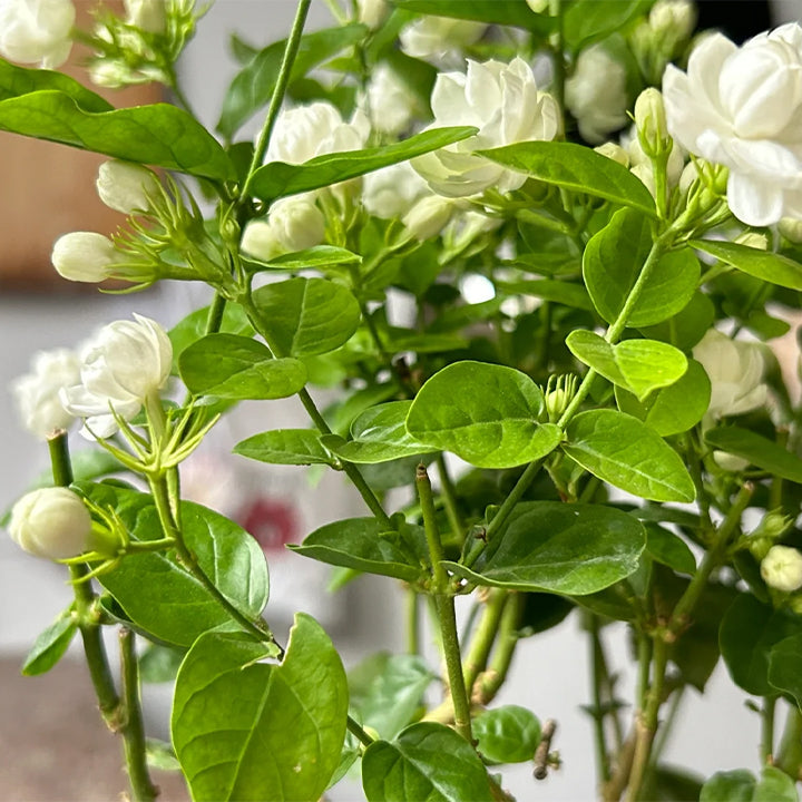 Podwójne nasiona jaśminu