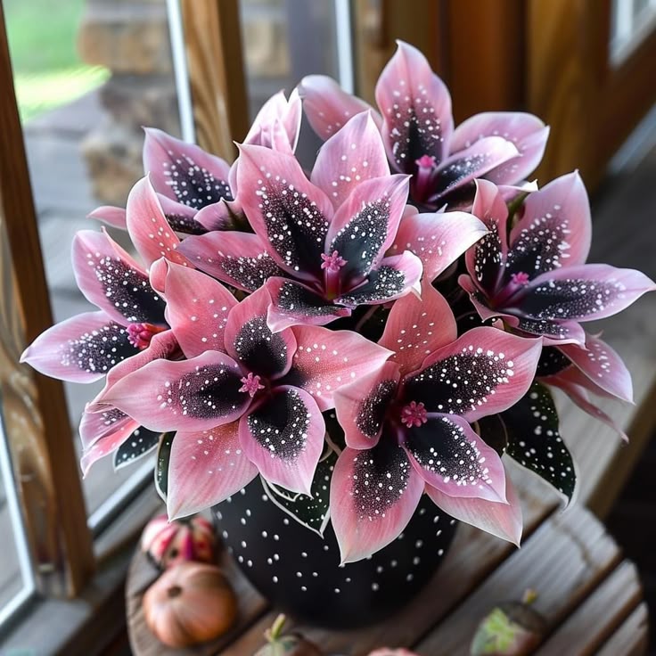 🌟Hosta Night Blue – skvělý doplněk vašeho domova! 🌟