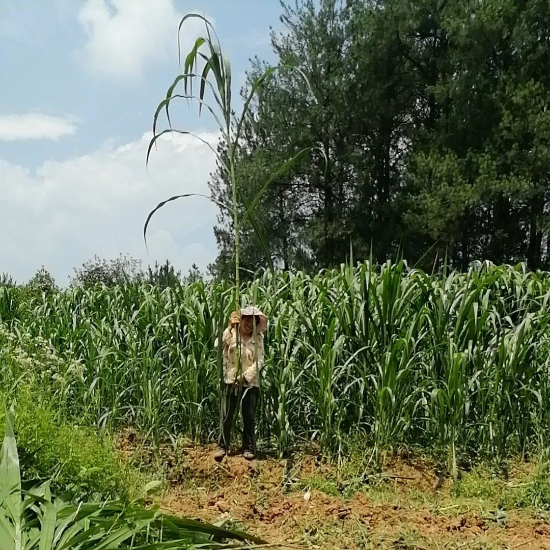 🌿Hybrydowa odmiana sorgo-trawa sudańska✅Wysokopudowne nasiona paszowe