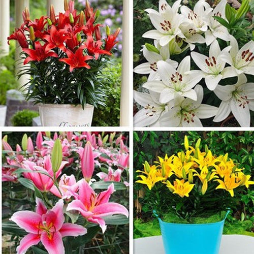 [Voňejší než parfém]Cibulky lilií Four Seasons voní tisíce kilometrů daleko, kvetou každý rok