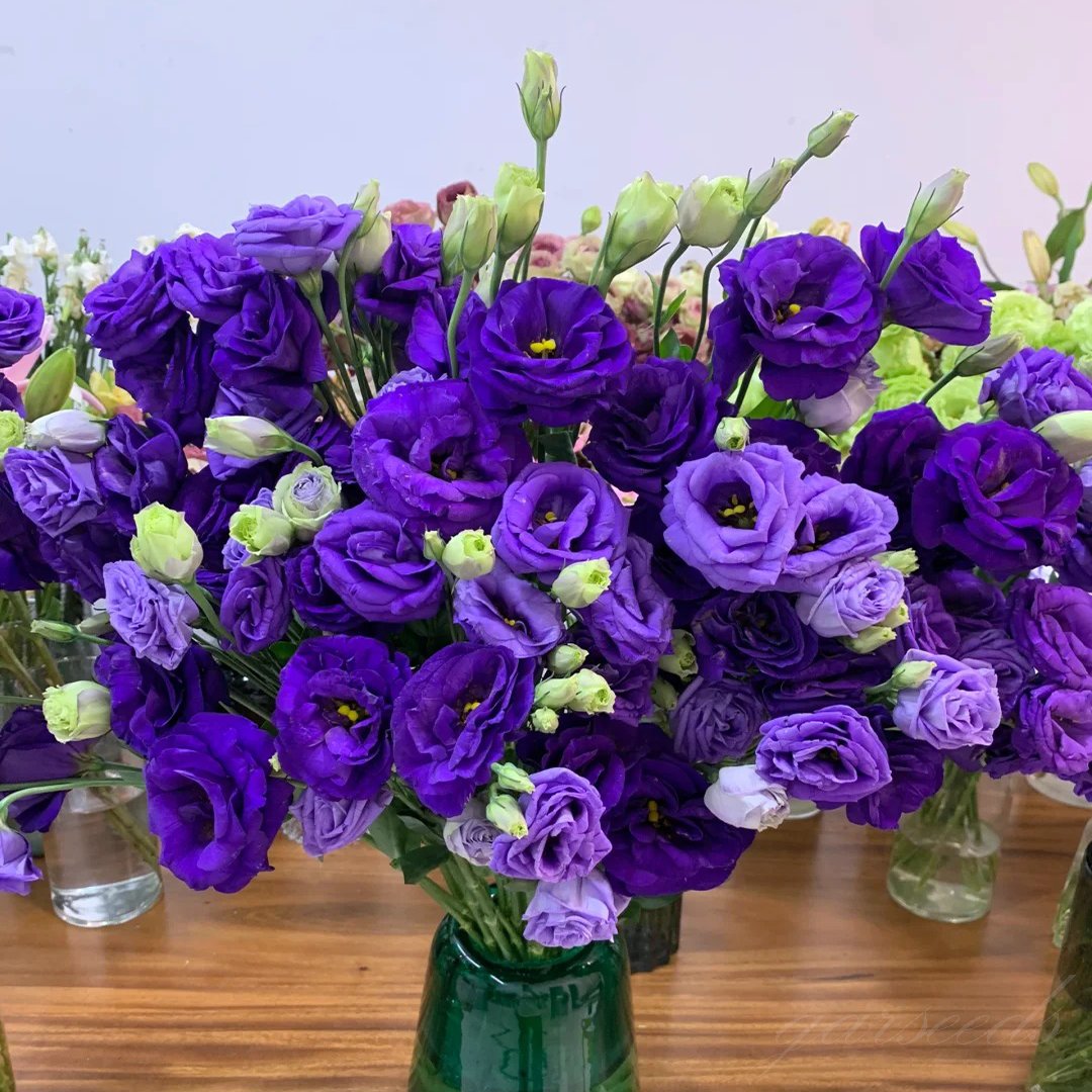 🔥Poslední den prodeje💝Eustoma Rose Thornless💐Lisianthus Seeds