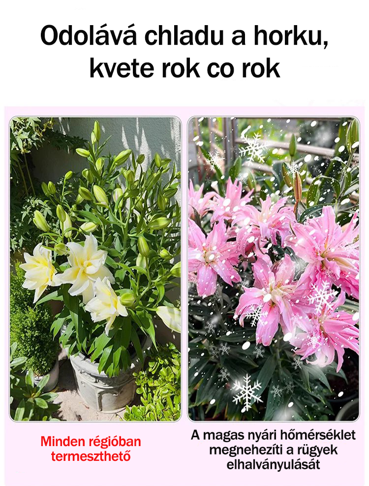 [Voňejší než parfém]Cibulky lilií Four Seasons voní tisíce kilometrů daleko, kvetou každý rok