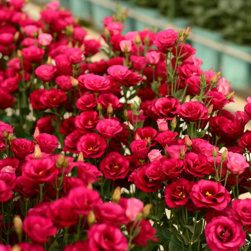 🔥Poslední den prodeje💝Eustoma Rose Thornless💐Lisianthus Seeds
