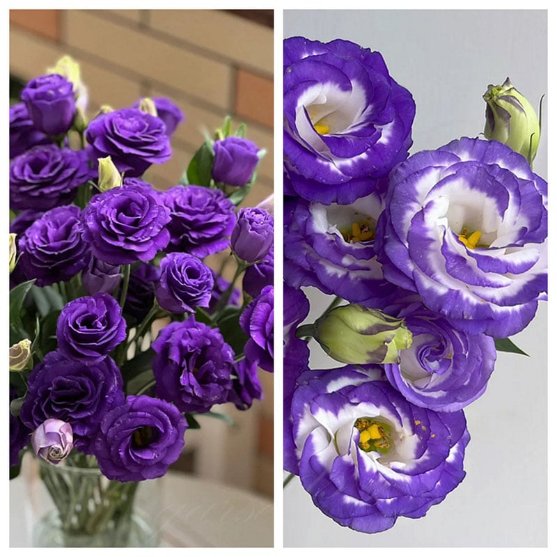 🔥Poslední den prodeje💝Eustoma Rose Thornless💐Lisianthus Seeds