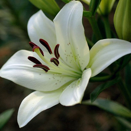 [Voňejší než parfém]Cibulky lilií Four Seasons voní tisíce kilometrů daleko, kvetou každý rok