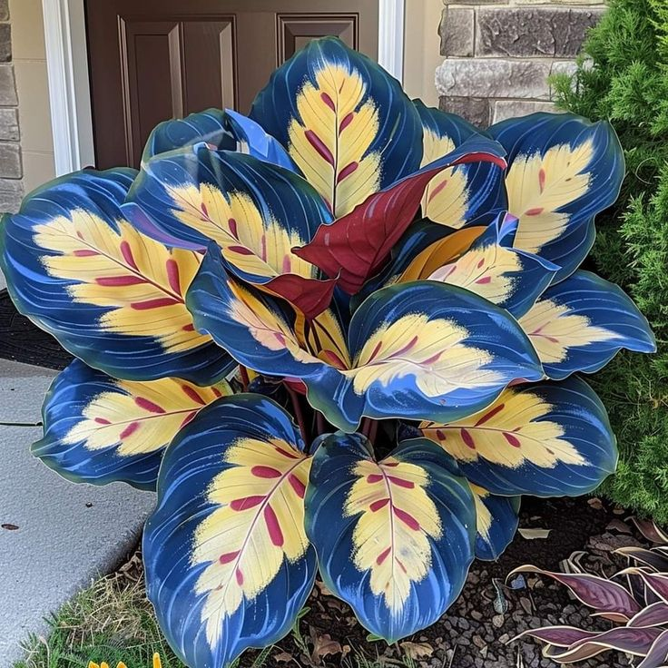 🌿 Kolorowe nasiona funkii – król cienia w ogrodzie! 🌿