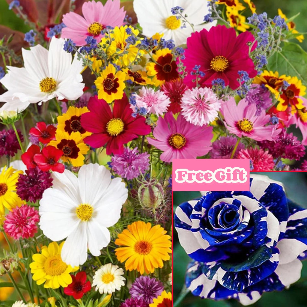 🔥Ostatni dzień wyprzedaży💐Mieszane nasiona kwiatów bylinowych - ponad 60 rodzajów mieszanych