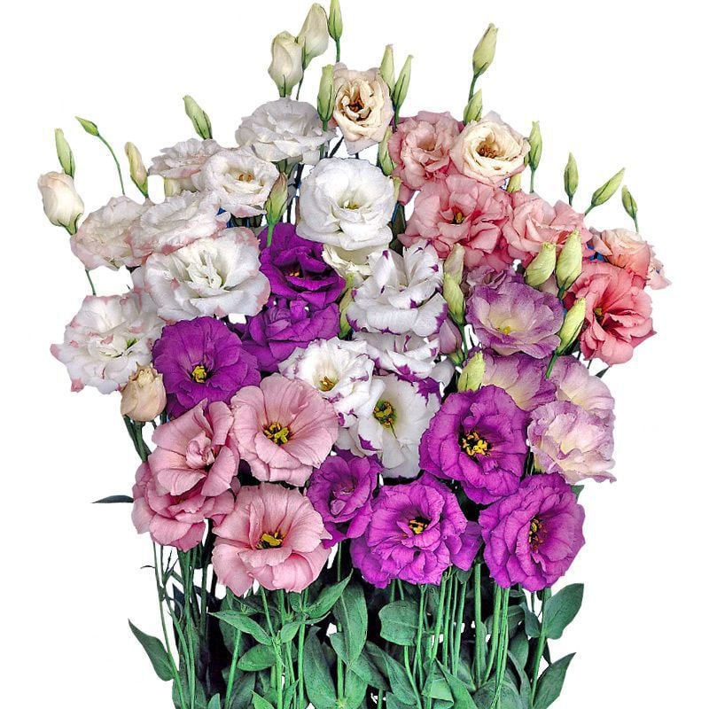 🔥Poslední den prodeje💝Eustoma Rose Thornless💐Lisianthus Seeds