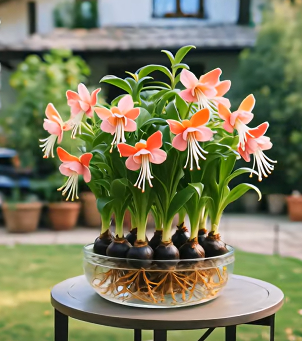 Cibule květin Phalaenopsis lucerna