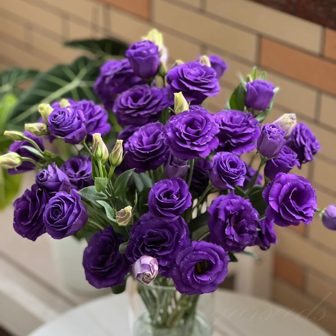 🔥Poslední den prodeje💝Eustoma Rose Thornless💐Lisianthus Seeds