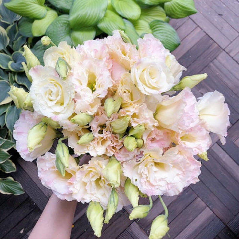 🔥Poslední den prodeje💝Eustoma Rose Thornless💐Lisianthus Seeds