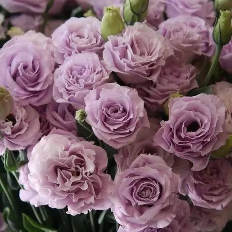 🔥Poslední den prodeje💝Eustoma Rose Thornless💐Lisianthus Seeds