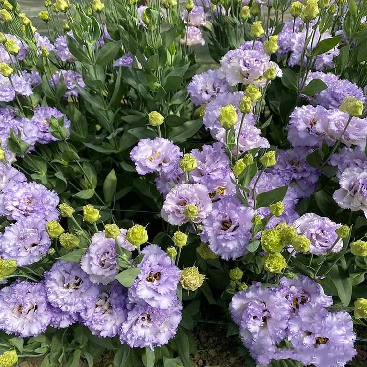 🔥Poslední den prodeje💝Eustoma Rose Thornless💐Lisianthus Seeds