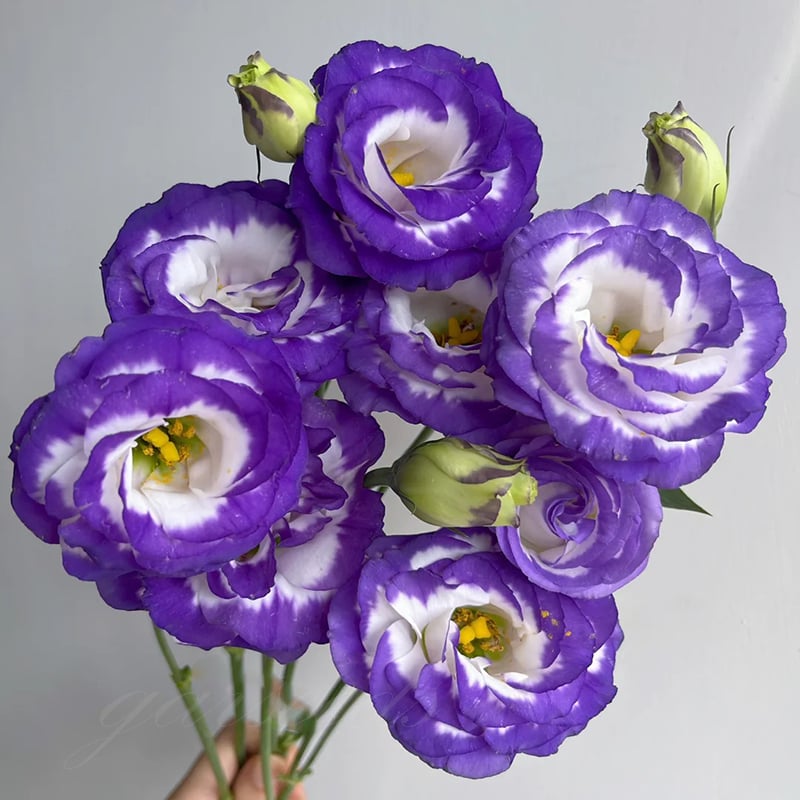 🔥Poslední den prodeje💝Eustoma Rose Thornless💐Lisianthus Seeds