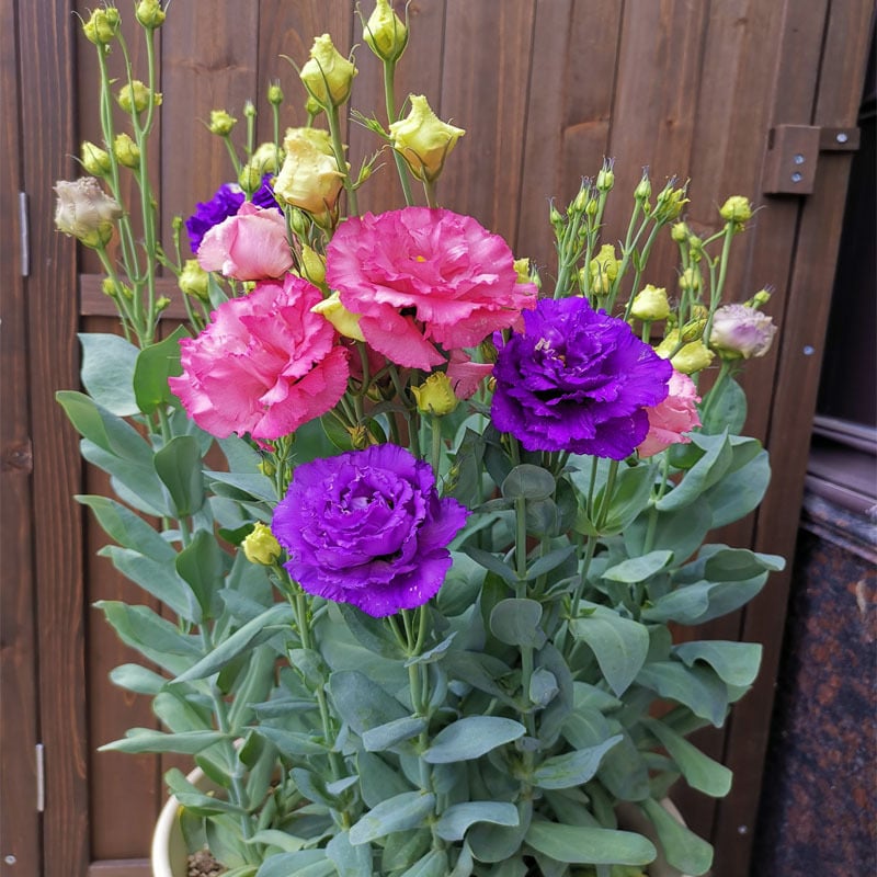 🔥Poslední den prodeje💝Eustoma Rose Thornless💐Lisianthus Seeds