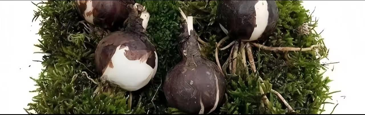 💕 Splňte si svá přání: Cibuloviny přání – Kvetoucí zázrak do každého domova🌷