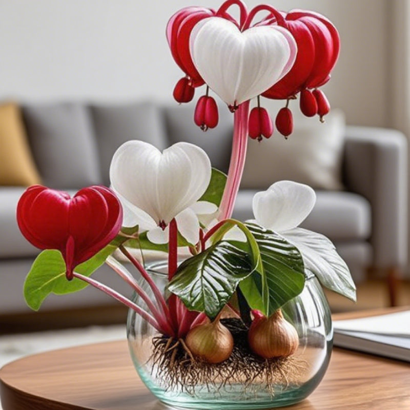 💕 Splňte si svá přání: Cibuloviny přání – Kvetoucí zázrak do každého domova🌷