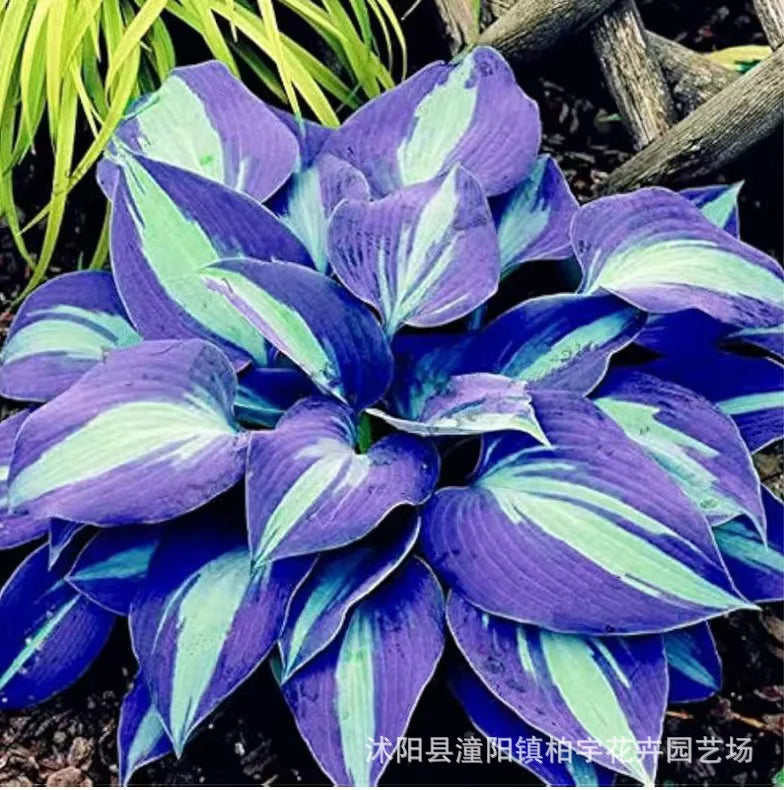 Rzadkie nasiona lilii cieniolubnej