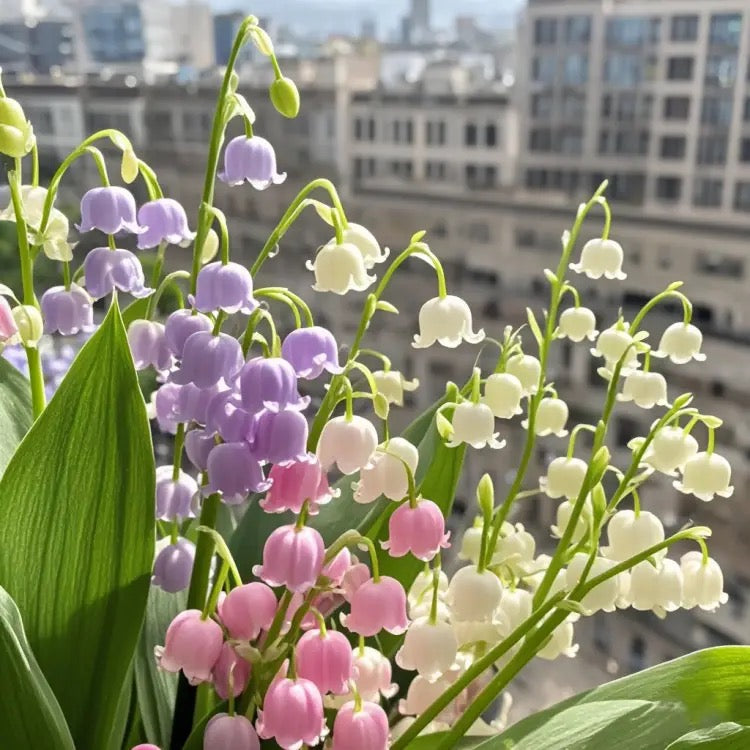💐KONVALIE – ŠTĚSTÍ PŘICHÁZÍ