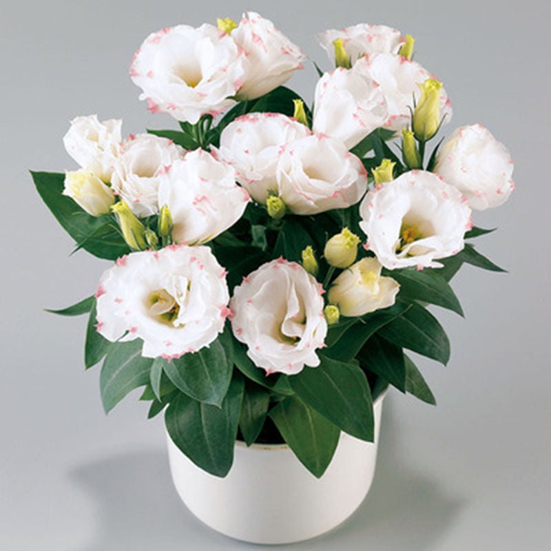 🔥Poslední den prodeje💝Eustoma Rose Thornless💐Lisianthus Seeds