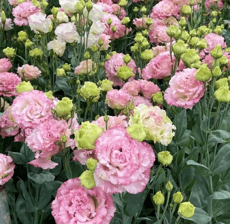 🔥Poslední den prodeje💝Eustoma Rose Thornless💐Lisianthus Seeds