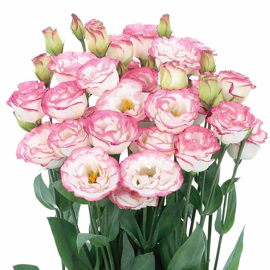 🔥Poslední den prodeje💝Eustoma Rose Thornless💐Lisianthus Seeds