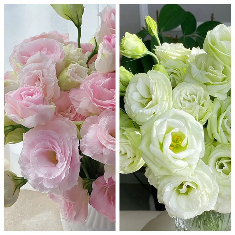 🔥Poslední den prodeje💝Eustoma Rose Thornless💐Lisianthus Seeds
