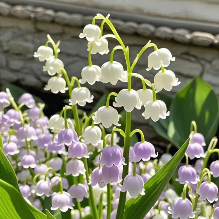 💐KONVALIE – ŠTĚSTÍ PŘICHÁZÍ