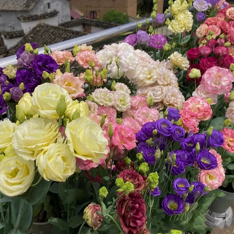 🔥Poslední den prodeje💝Eustoma Rose Thornless💐Lisianthus Seeds