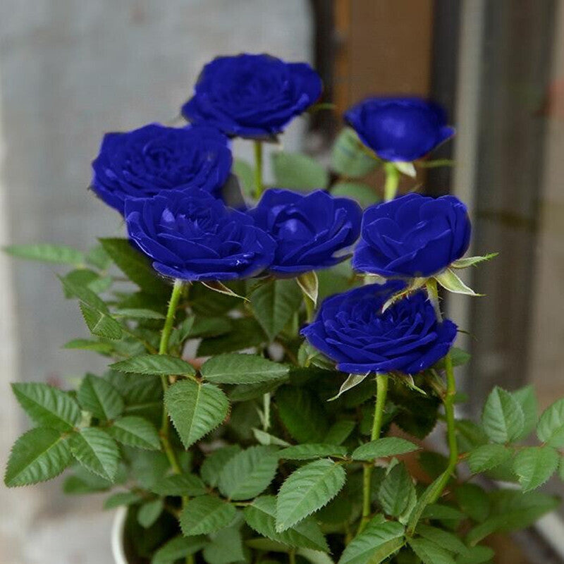 💙SEMÍNKA RŮŽE MODRÁ ČARODĚJKA✨