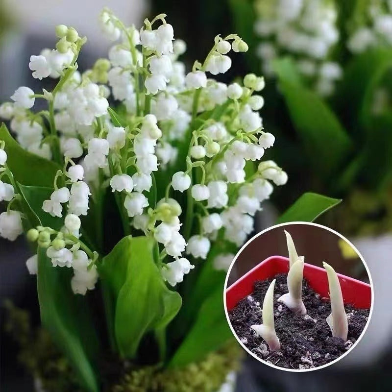 💐KONVALIE – ŠTĚSTÍ PŘICHÁZÍ