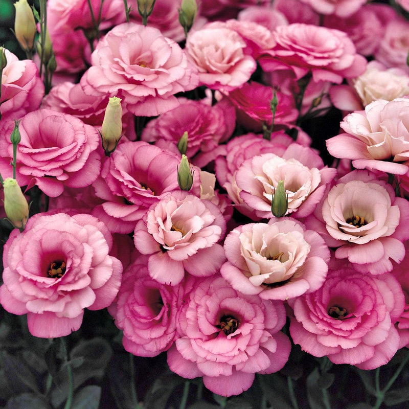 🔥Poslední den prodeje💝Eustoma Rose Thornless💐Lisianthus Seeds