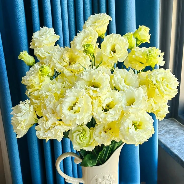 🔥Poslední den prodeje💝Eustoma Rose Thornless💐Lisianthus Seeds