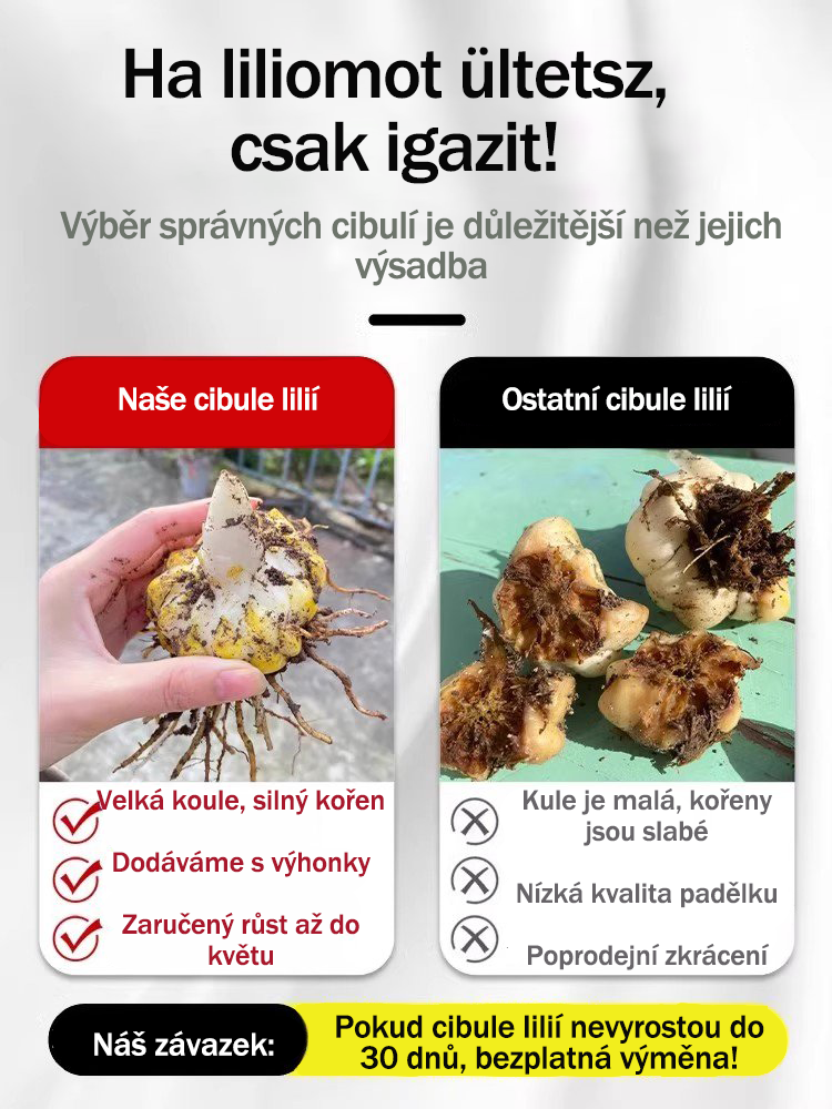 [Voňejší než parfém]Cibulky lilií Four Seasons voní tisíce kilometrů daleko, kvetou každý rok