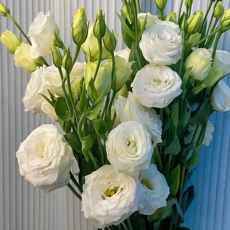🔥Poslední den prodeje💝Eustoma Rose Thornless💐Lisianthus Seeds