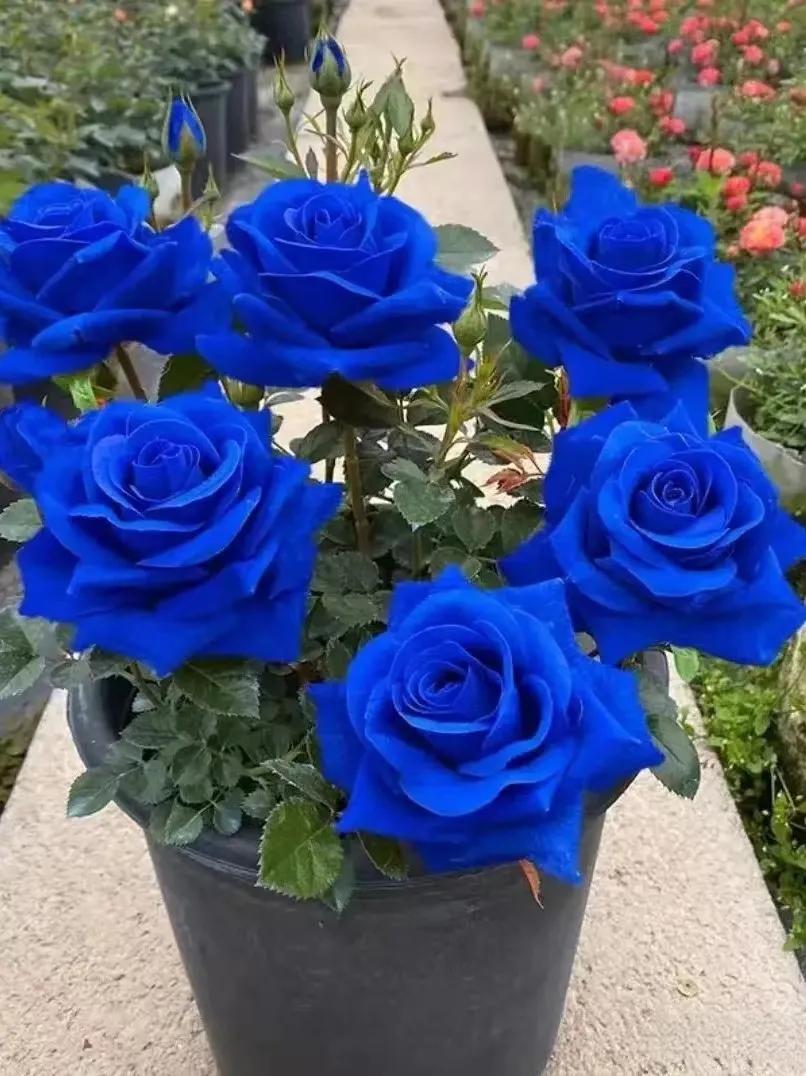 💙SEMÍNKA RŮŽE MODRÁ ČARODĚJKA✨