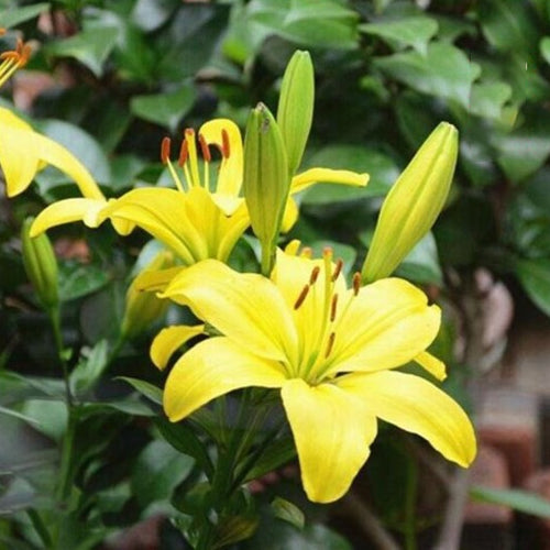 [Voňejší než parfém]Cibulky lilií Four Seasons voní tisíce kilometrů daleko, kvetou každý rok