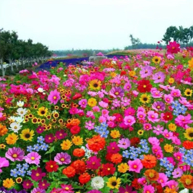 🔥Ostatni dzień wyprzedaży💐Mieszane nasiona kwiatów bylinowych - ponad 60 rodzajów mieszanych